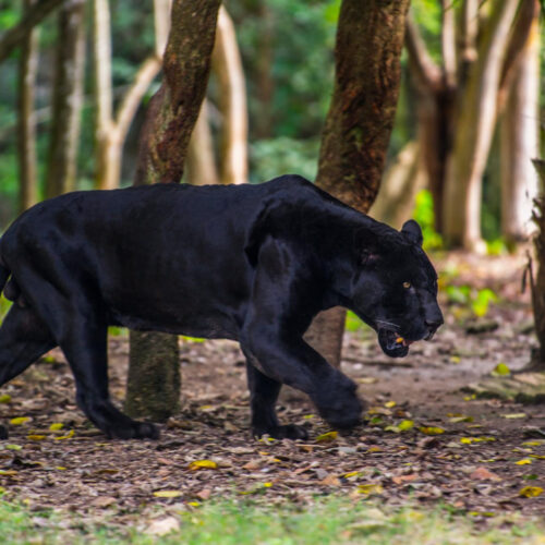 Пантерата в Шумен: Как медии и социални мрежи разпространиха новината